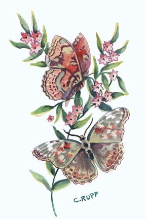 Framed Butterfly with Starflower Print