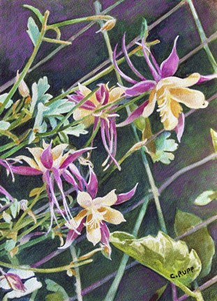 Framed Pink and Gold Columbine Print