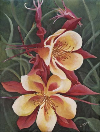 Framed Red and Yellow Columbine Print