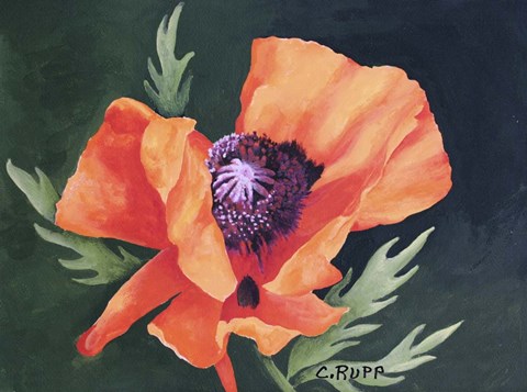Framed Red Poppy I Print