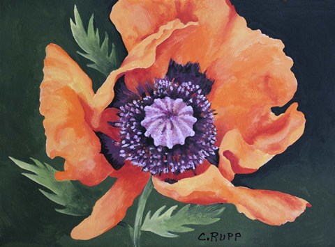 Framed Red Poppy II Print