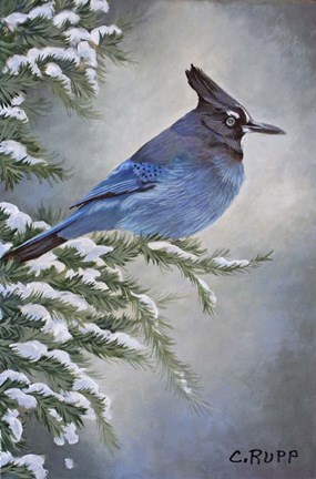 Framed Stellar Jay in Winter Print