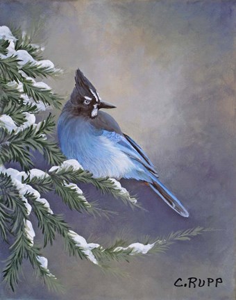 Framed Stellar Jay Waiting for Sunrise Print