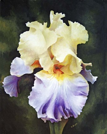 Framed What a Beauty Print