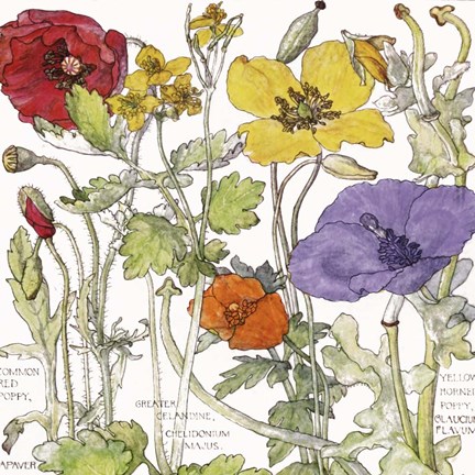 Framed Ambrosia 1 Print