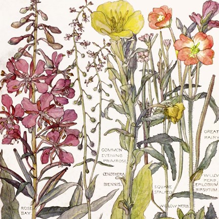 Framed Ambrosia 2 Print