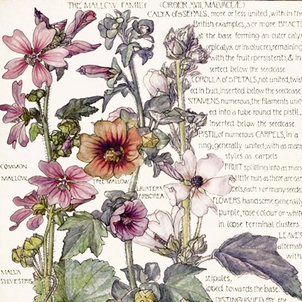 Framed Ambrosia 4 Print