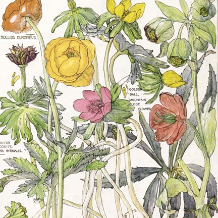 Framed Ambrosia 6 Print