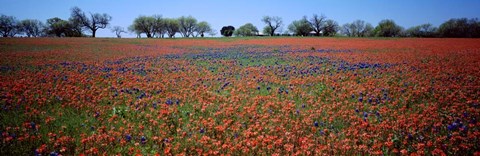 Framed Indian Paintbrush &amp; Bluebonnets TX Print