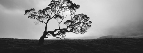 Framed Silhouette Of A Koa Tree, Big Island, Hawaii Print