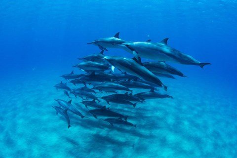 Framed Dolphins Wwimming in Pacific Ocean, Hawaii Print