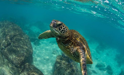 Framed Green Sea Turtle Swimming in the Pacific Ocean, Hawaii Print