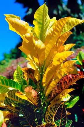 Framed Close-Up of Multi-Colored Leaves, Tahiti, French Polynesia Print