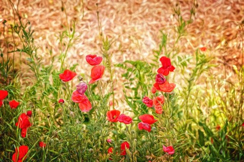 Framed Close-up of Wilting Poppies Print