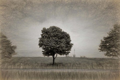 Framed Tree with Rape Field in Springtime Print
