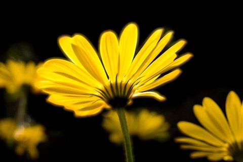 Framed Close-Up of Voltage Yellow African Daisy Flowers, Florida Print