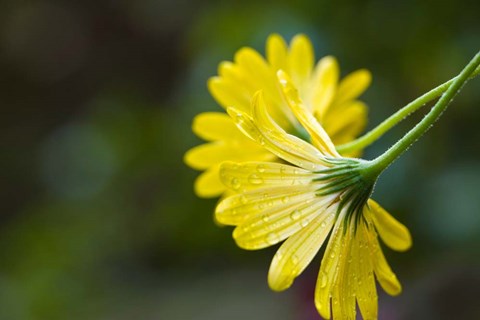 Framed Close-Up of Raindrops on Voltage Yellow African Daisy Flowers, Florida Print