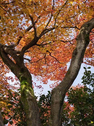 Framed Fall Leaves on V Shaped Tree, Japan Print