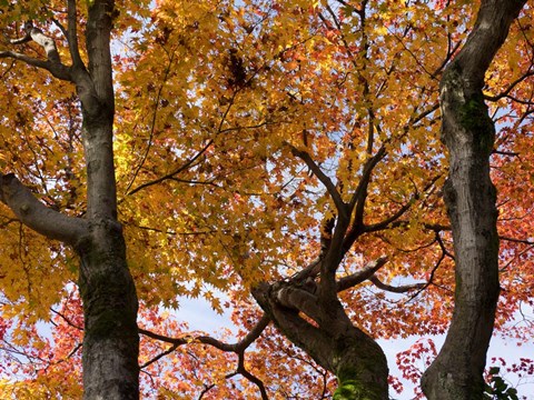 Framed Fall Leaves on Maple Tree, Japan Print