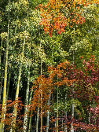 Framed Fall Foliage Print