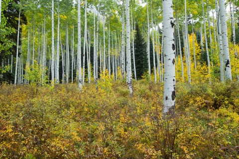 Framed Aspen Trees in Maroon Creek Valley, Aspen, Colorado Print