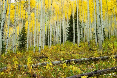 Framed Forest, Maroon Bells, Aspen, Colorado Print