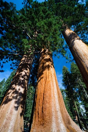 Framed Giant Sequoia Trees in Sequoia National Park, California Print