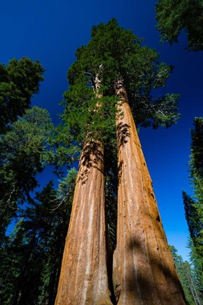 Framed Giant Sequoia Tree in a Forest, Sequoia National Park, California Print