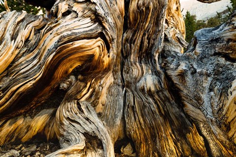 Framed Close-Up of Pine tree, Ancient Bristlecone Pine Forest, White Mountains, California Print
