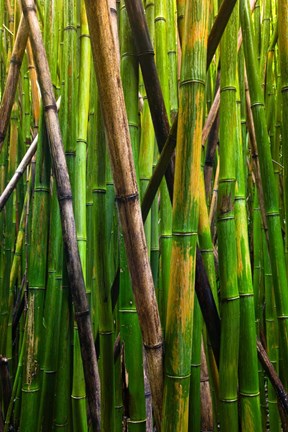 Framed Bamboo Trees, Maui, Hawaii Print