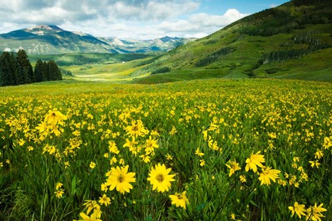 Framed Wildflowers in a Field, Crested Butte, Colorado Print