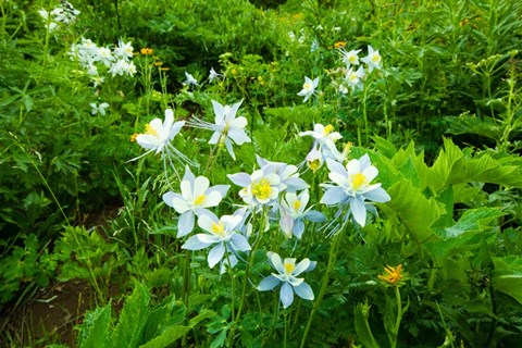 Framed White Flowers in a field, Crested Butte, Colorado Print