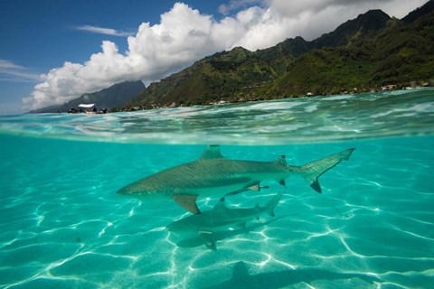 Framed Sharks in the Pacific Ocean, Moorea, Tahiti, French Polynesia Print