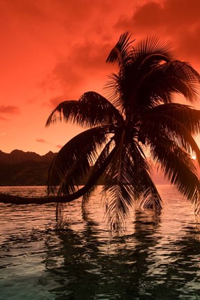 Framed Palm Trees at Sunset, Moorea, Tahiti, French Polynesia Print