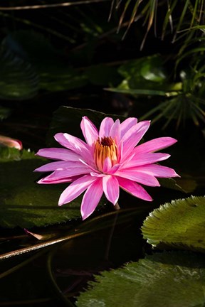 Framed Close-up of Water Lily Flower in a Pond, Tahiti, French Polynesia Print