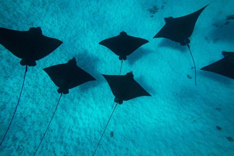 Framed Eagle Rays Swimming in the Pacific Ocean, Tahiti, French Polynesia Print