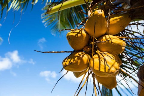 Framed Coconuts Hanging on a Tree, Bora Bora, French Polynesia Print