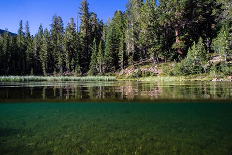 Framed Half Water Half Land, Reflection of Trees in Walker River, California Print