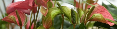 Framed Close-up of Anthurium Plant Print