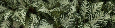 Framed Close-up of Green Leaves Print