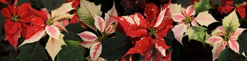 Framed Close-up of Poinsettia Flowers Print