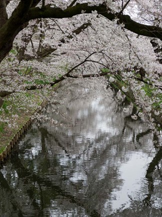 Framed Cherry Trees Reflected in Moat of Hirosaki Park, Japan Print