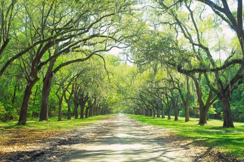 Framed Live Oaks and Spanish Moss Wormsloe State Historic Site Savannah GA Print