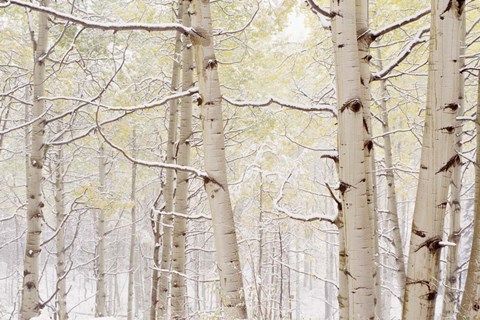 Framed Autumn Aspens With Snow, Colorado Print