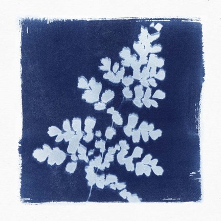 Framed Flora Cyanotype I Print