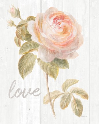 Framed Garden Rose on Wood Love Print