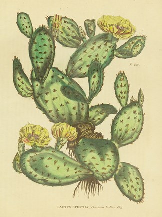 Framed Herbal Botanical XXIX Print