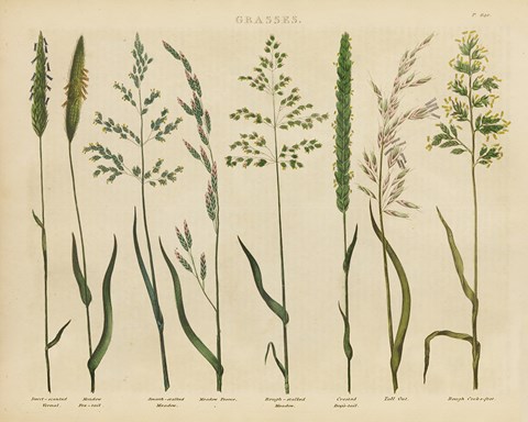 Framed Herbal Botanical VII Print