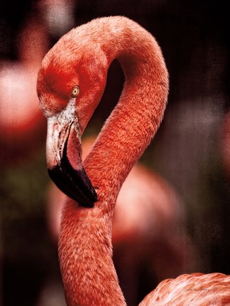 Framed Caribbean Flamingo II Print