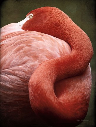 Framed Caribbean Flamingo I Print